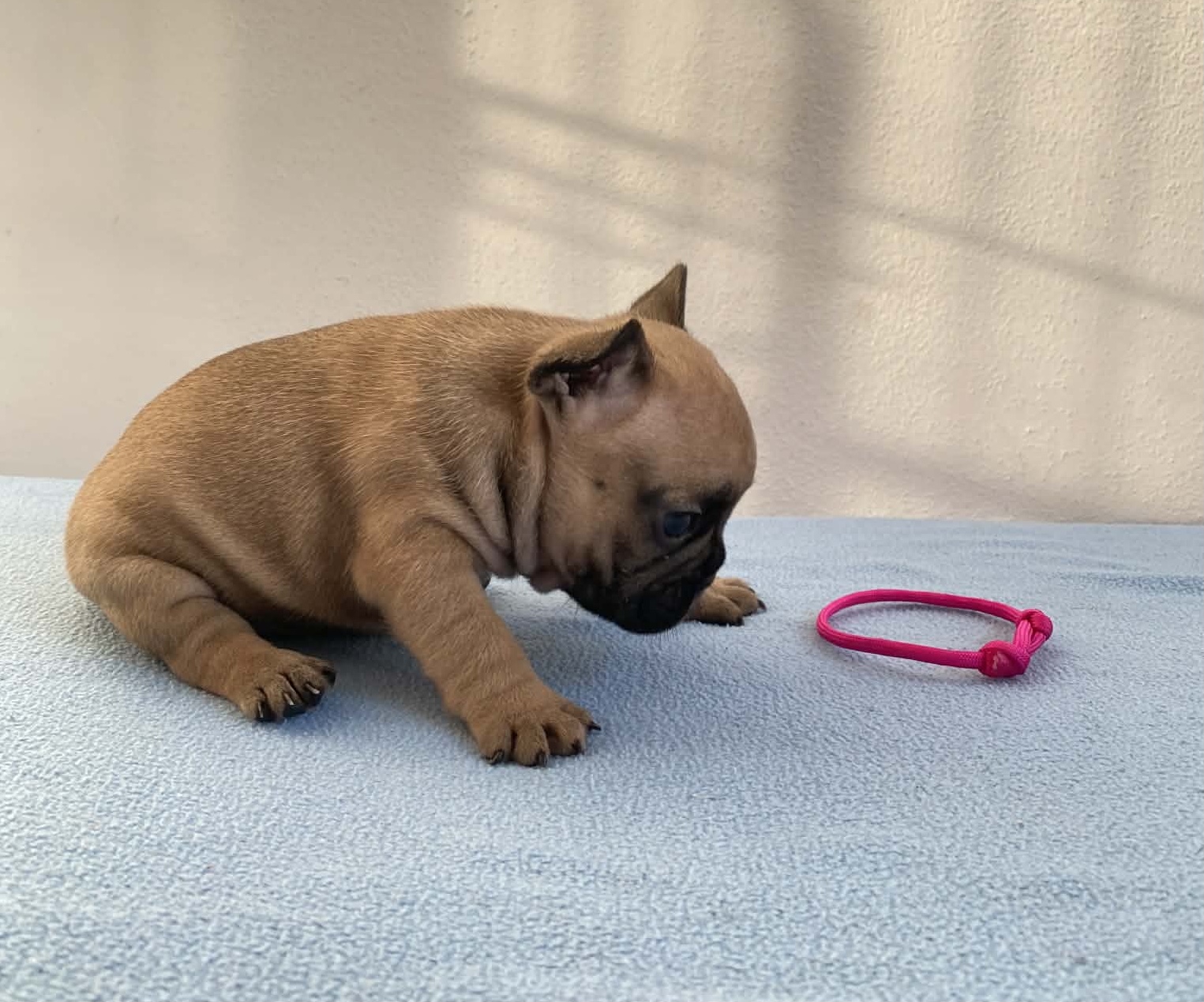 Flash Frenchies Litter J